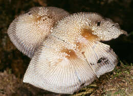 Image of Orange-mat coprinus