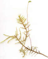 Image of calliergonella moss