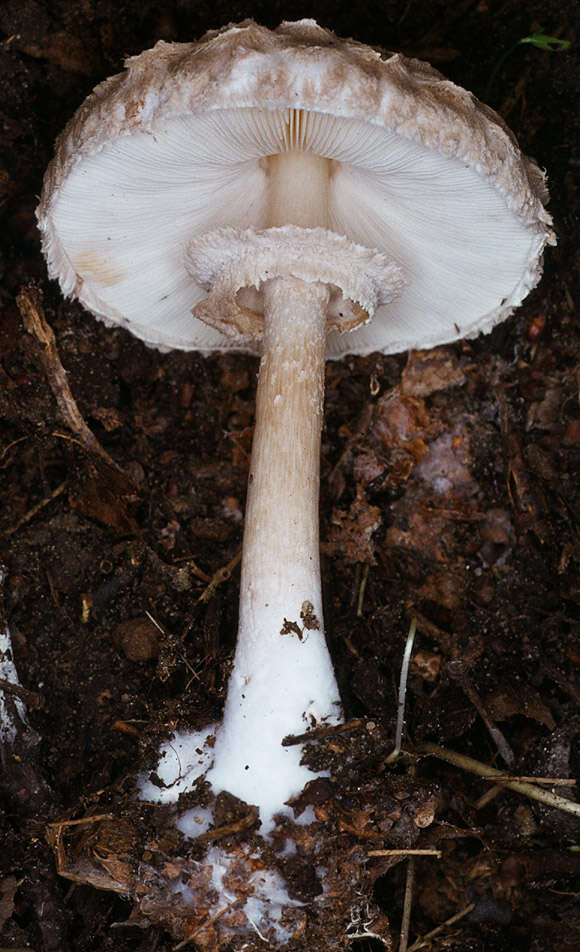 Plancia ëd Chlorophyllum olivieri (Barla) Vellinga 2002