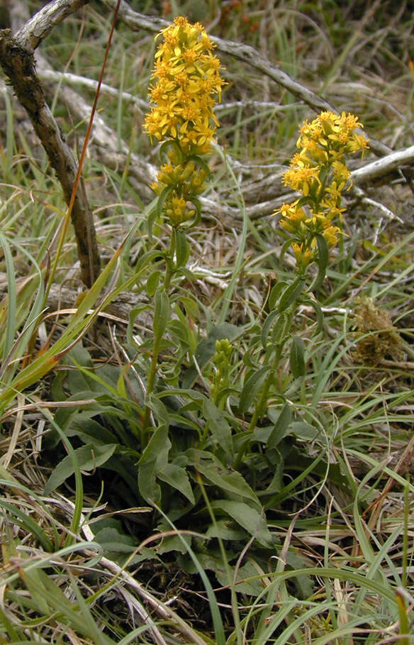 Image of goldenrod