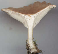 Image of Clitocybe costata Kühner & Romagn. 1954