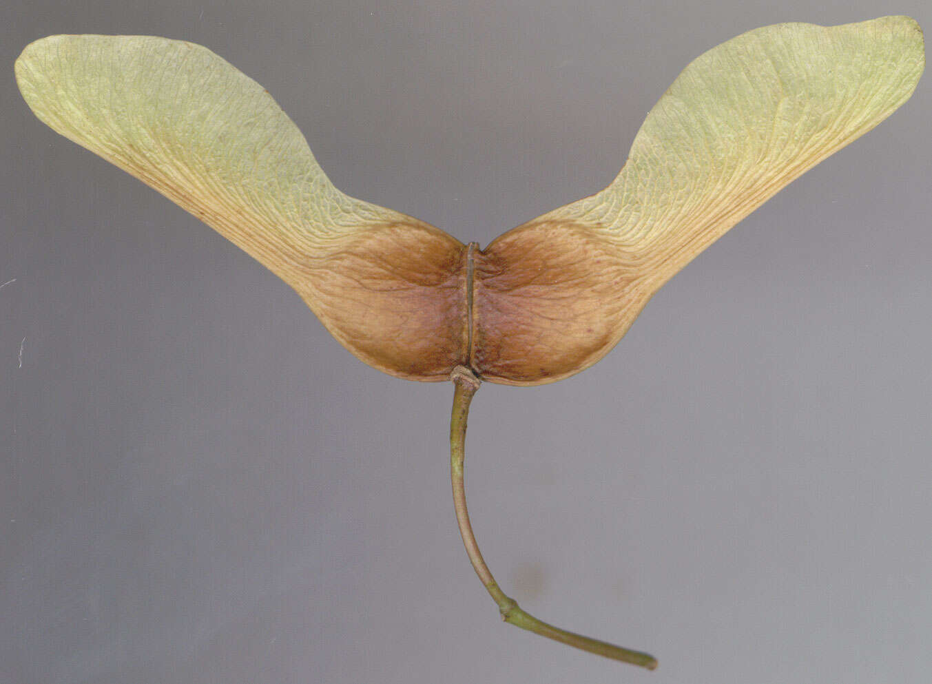 Image of Norway Maple