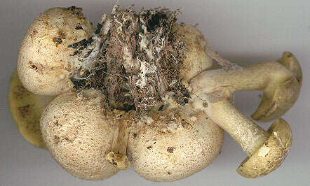 Image of Pseudoboletus parasiticus (Bull.) Šutara 1991