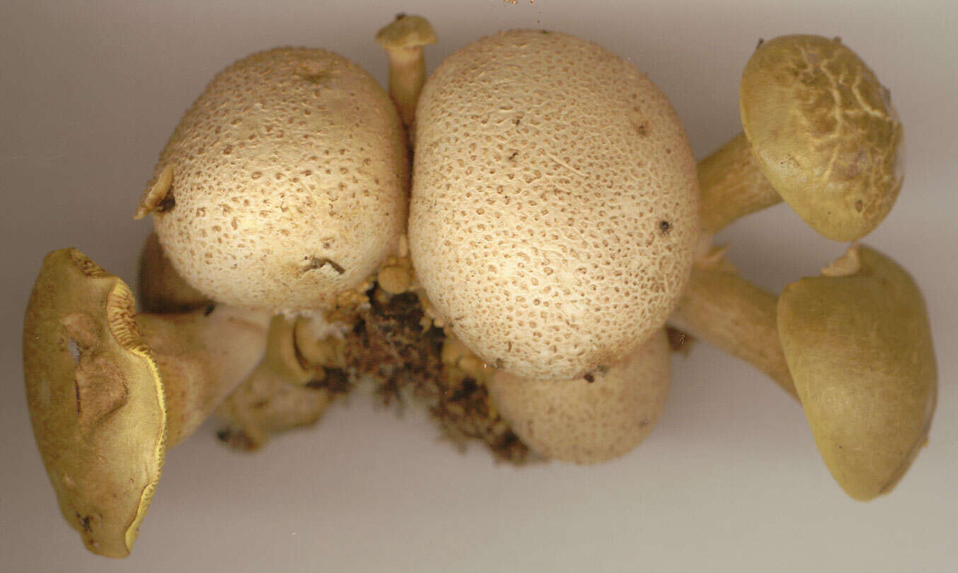 Image of Pseudoboletus parasiticus (Bull.) Šutara 1991