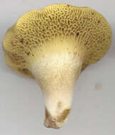 Image of Pseudoboletus parasiticus (Bull.) Šutara 1991