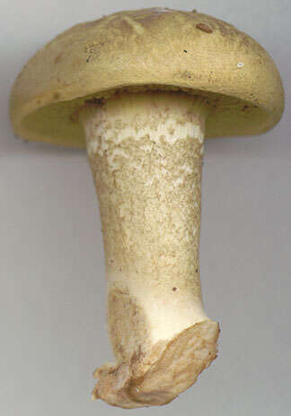 Image of Pseudoboletus parasiticus (Bull.) Šutara 1991