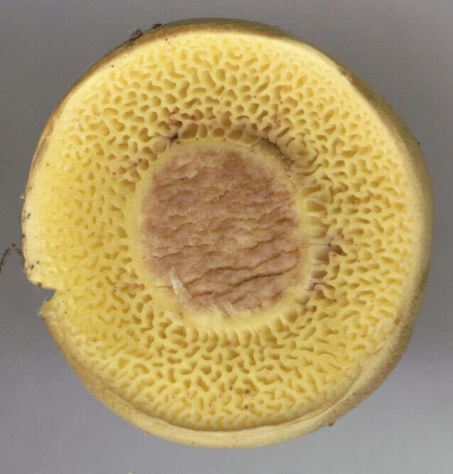 Image of Pseudoboletus parasiticus (Bull.) Šutara 1991