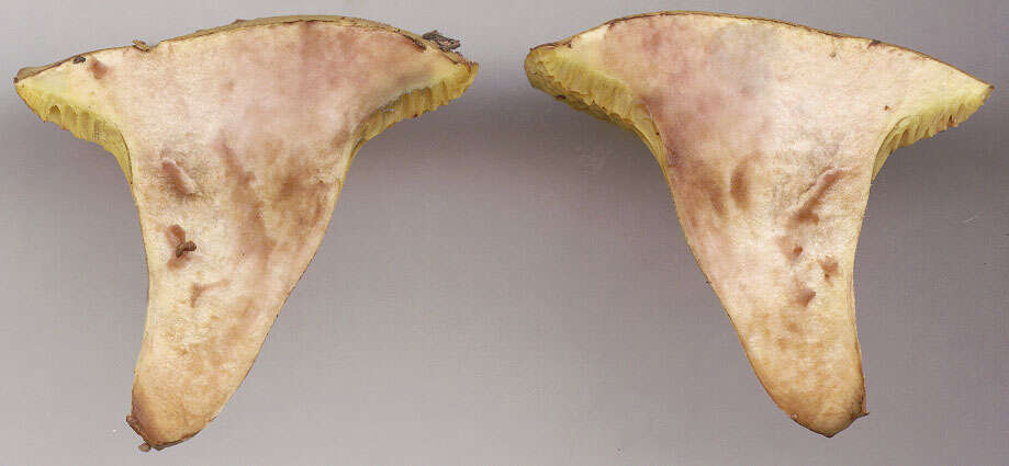 Image of Pseudoboletus parasiticus (Bull.) Šutara 1991