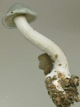 Image of Clitocybe odora (Bull.) P. Kumm. 1871