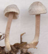 Inocybe petiginosa (Fr.) Gillet 1876 resmi