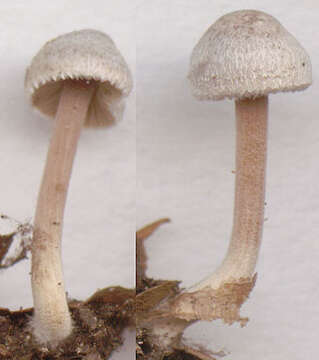 Image of Inocybe petiginosa (Fr.) Gillet 1876