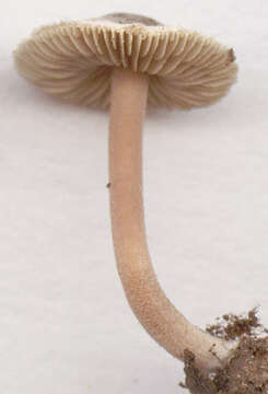 Image of Inocybe petiginosa (Fr.) Gillet 1876