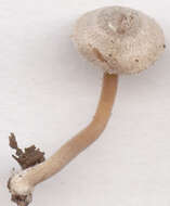 Inocybe petiginosa (Fr.) Gillet 1876 resmi