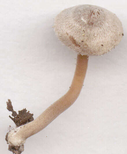 Image of Inocybe petiginosa (Fr.) Gillet 1876