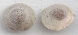 Inocybe petiginosa (Fr.) Gillet 1876 resmi