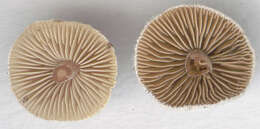 Inocybe petiginosa (Fr.) Gillet 1876 resmi