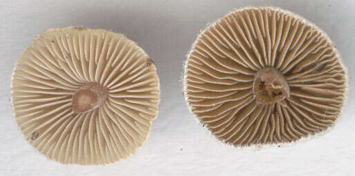 Image of Inocybe petiginosa (Fr.) Gillet 1876