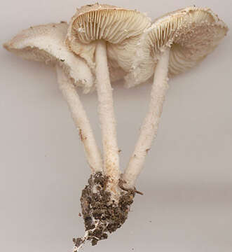 Imagem de Cystolepiota hetieri (Boud.) Singer 1973