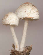 Image of Cystolepiota hetieri (Boud.) Singer 1973