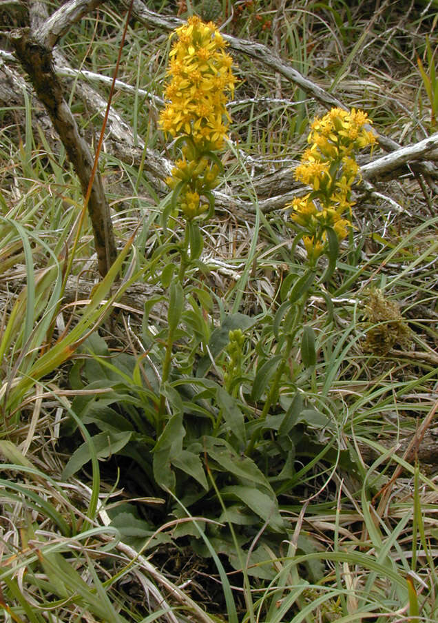 Image of goldenrod