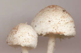 Image of Cystolepiota hetieri (Boud.) Singer 1973