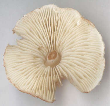 Image of Cystolepiota hetieri (Boud.) Singer 1973