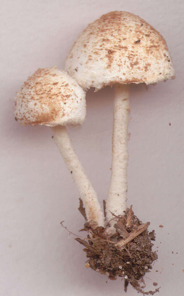 Image of Cystolepiota hetieri (Boud.) Singer 1973