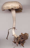 Clitocybe subspadicea (J. E. Lange) Bon & Chevassut 1973 resmi