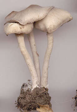 Clitocybe subspadicea (J. E. Lange) Bon & Chevassut 1973 resmi