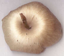 Clitocybe subspadicea (J. E. Lange) Bon & Chevassut 1973 resmi