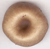 Clitocybe subspadicea (J. E. Lange) Bon & Chevassut 1973 resmi