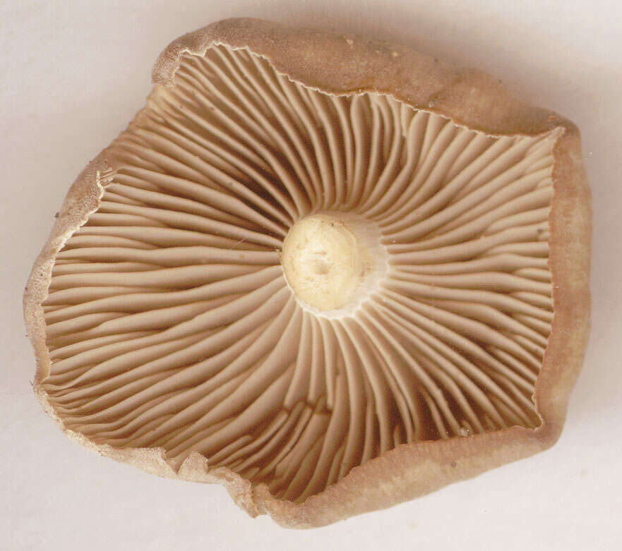 Image of Clitocybe subspadicea (J. E. Lange) Bon & Chevassut 1973