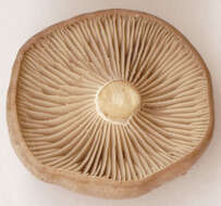 Image of Clitocybe subspadicea (J. E. Lange) Bon & Chevassut 1973