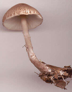 Image of Lepiota pseudolilacea Huijsman 1947