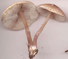 Image of Lepiota pseudolilacea Huijsman 1947