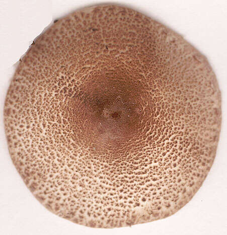 Image of Lepiota pseudolilacea Huijsman 1947