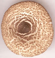 Image of Lepiota pseudolilacea Huijsman 1947