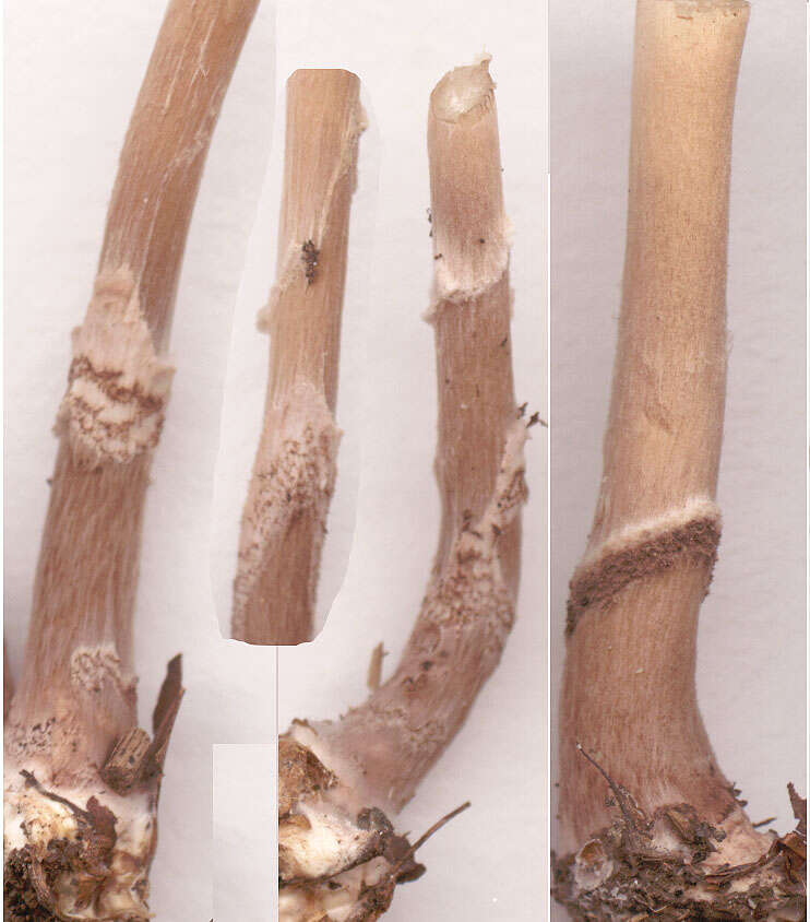 Image of Lepiota pseudolilacea Huijsman 1947