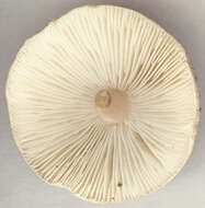 Image of Lepiota pseudolilacea Huijsman 1947