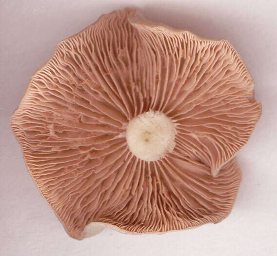 Image of Entoloma rhodopolium (Fr.) P. Kumm. 1871