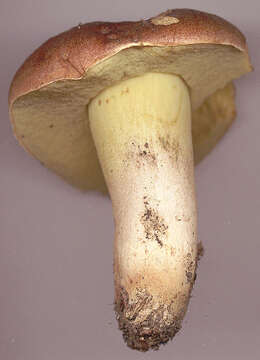 Image of butter bolete