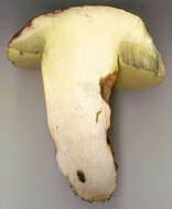 Image of butter bolete