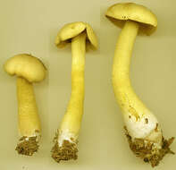 Image of Gas agaric