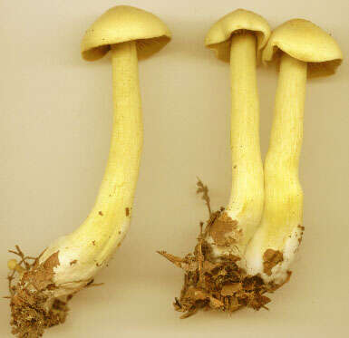 Image of Gas agaric