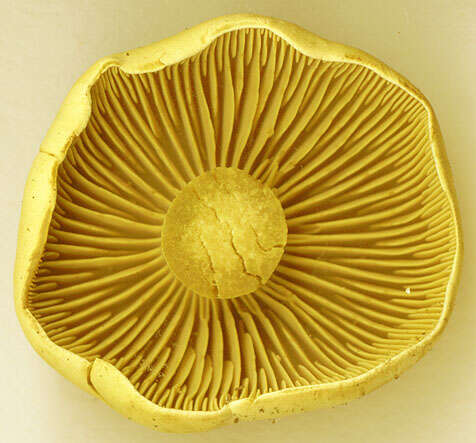 Image of Gas agaric