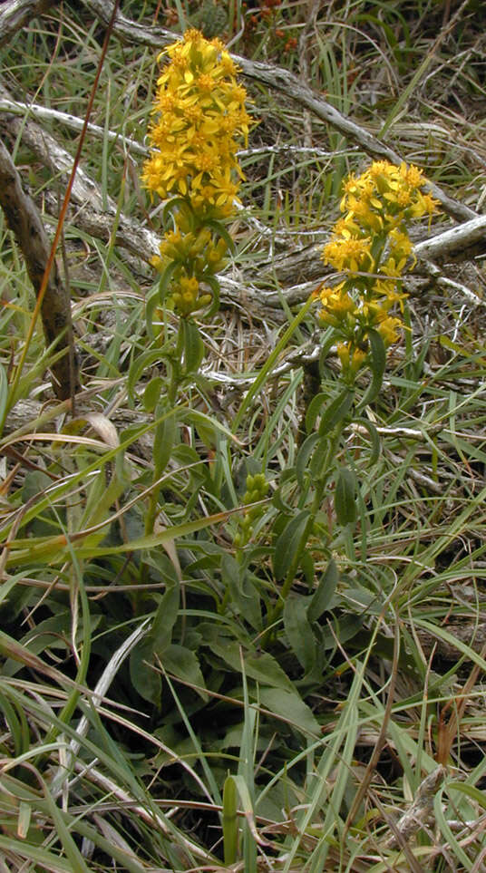 Image of goldenrod