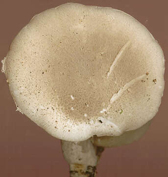 Image of Pleurotus dryinus (Pers.) P. Kumm. 1871