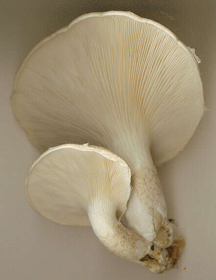 Image of Pleurotus dryinus (Pers.) P. Kumm. 1871