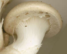 Image of Pleurotus dryinus (Pers.) P. Kumm. 1871