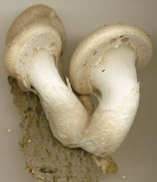 Image of Pleurotus dryinus (Pers.) P. Kumm. 1871